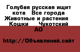 Голубая русская ищит кота - Все города Животные и растения » Кошки   . Чукотский АО